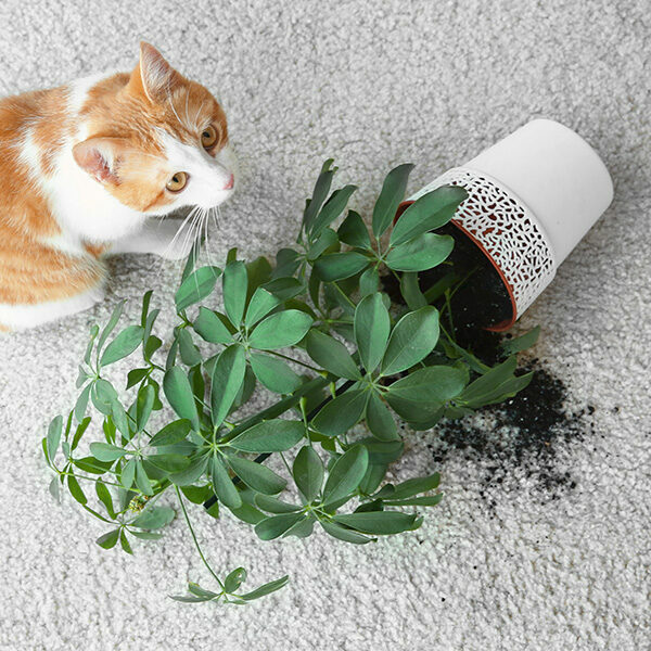 Cat near overturned house plant | Jimmie Lyles Flooring Gallery